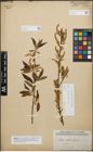 Foto von Salix alba L. x Salix fragilis L.
